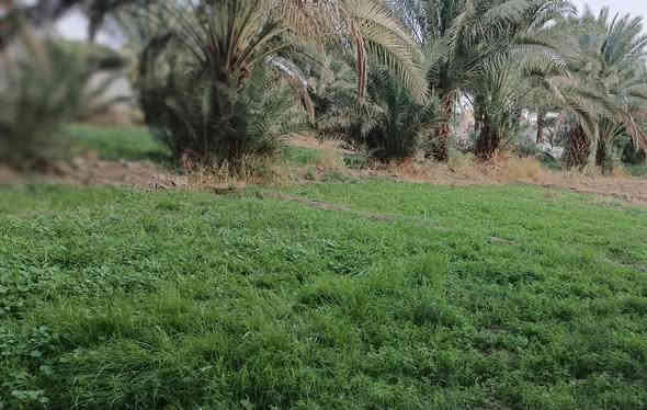 السلام عليكم بستان دونم للبيع طابو سند ٢٥ يتوفر جميع الخدمات ماء كهرباء تبليط انترنت 
العنوان : الشوملي _حي الزهراء _قرب ساحه الطف 
للاستفسار:***********
