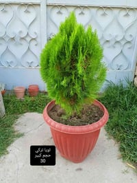 نباتات • أسعار مناسبة • مراسلة الصفحة