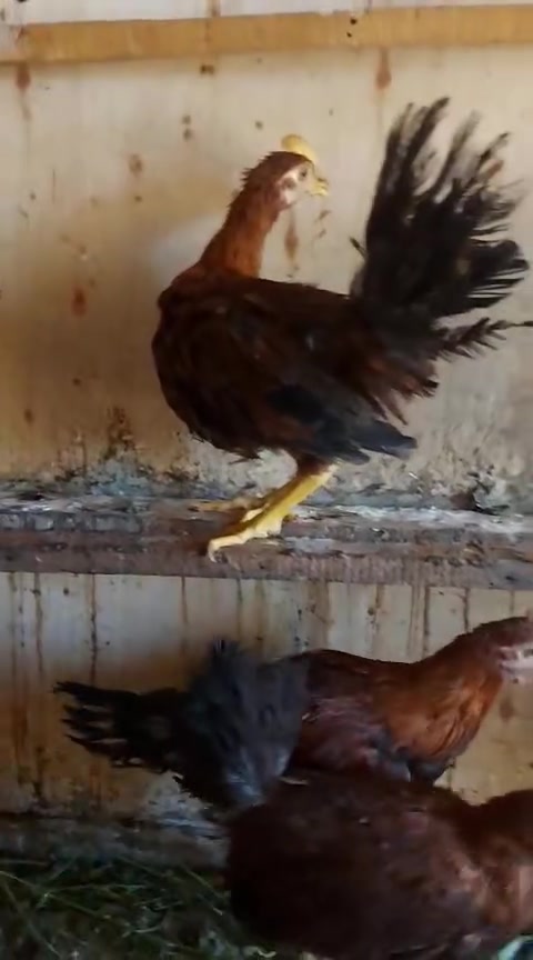 للبيع في النجف الاخوه الاربعه عمرهم ٤ شهور ديوجه عرب رس قديم من الاب والام


**إذا كنت صاحب هذا الإعلان وتريد حذفه لأي سبب، رجاءا أرسل رسالة إلى الدعم الفني**