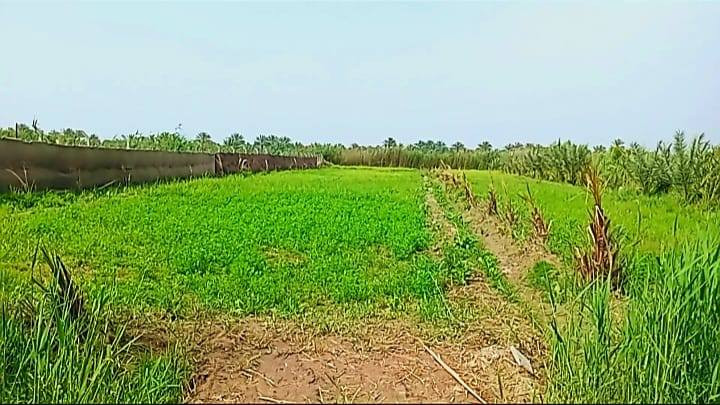 دونم للبيع حله السده قريب عالسوك مال السده بالساده الشريفات يبعد عن الشط 120 متر فقط مي مستمر طول السنه واجهيه 22 متر  بي 20 نخله زهدي نشو قسم حاملات السنه وبي 80 نخله ملون بربن وشكر ومكتوم وسلطاني متنوع  وزرع جت سعر جدا مناسب بيع مستعجل 65 وبي مجال بالعافيه عالياخذه اتصال عالرقم ***********
