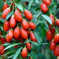 🌿🍒 يتوفر الآن في مشتل الشاهين الزراعي 🍒🌿 شتلات فاكهة الكوجي (Goji Berr...