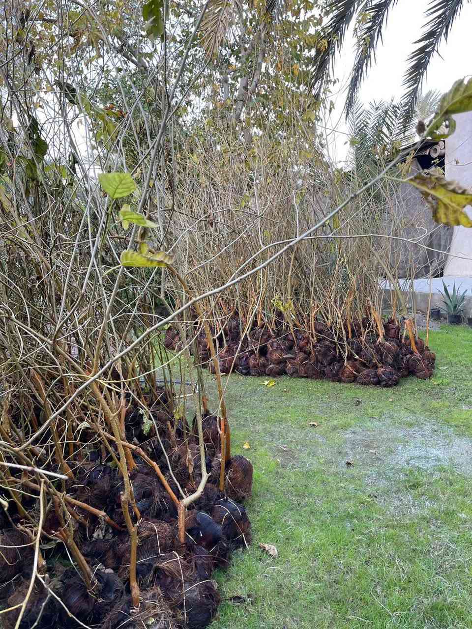 السلام عليكم الى اخواننا المزارعي واصحاب المشاتل يوجد لدينا تكي الماني وتكي هندي سلبوحي ابيض واسود ويوجد لدينا تين بني مسلم /الأسعار (التكي سعره 2500 الفين ونص) وسعر (التين 2500 الفين ونص) ويوجد خدمه توصيل لجميع المحافظات العراق فقط للياخذ كميه
التواصل خاص او اتصل على الرقم ***********
العنوان كربلاء الحسينية الابراهيميه
