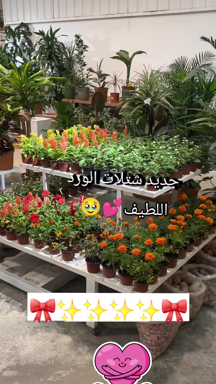 عروض مشتل اوركيدا 🌿  متوفر كميات كبيره
📌 يتوفر لدينا بيع جملة للمشاتل واصحاب المشاريع الصغيرة وايضا يتوفر لدينا خدمة توصيل


**إذا كنت صاحب هذا الإعلان وتريد حذفه لأي سبب، رجاءا أرسل رسالة إلى الدعم الفني**