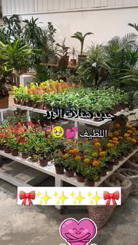 مشتل اوركيدا • بيع جملة • توصيل