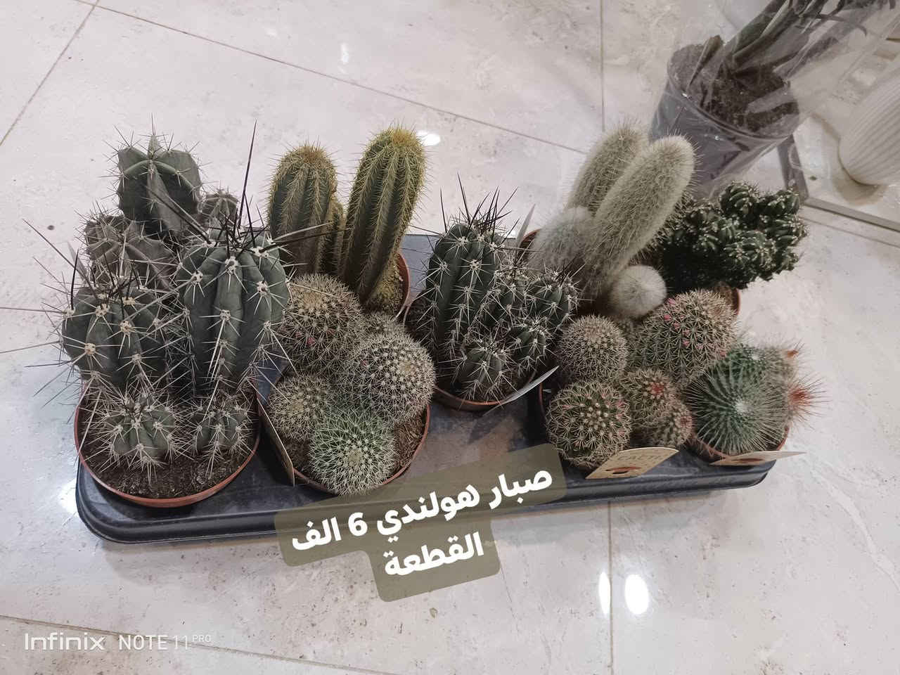 الانبار الرمادي العزيزية مكان الجديد...من جهة شارع العام  شارع ميسلون خلف مجمع برج المسك اول فرع على اليمين *********** ... يوجد توصيل داخل الرمادي...
