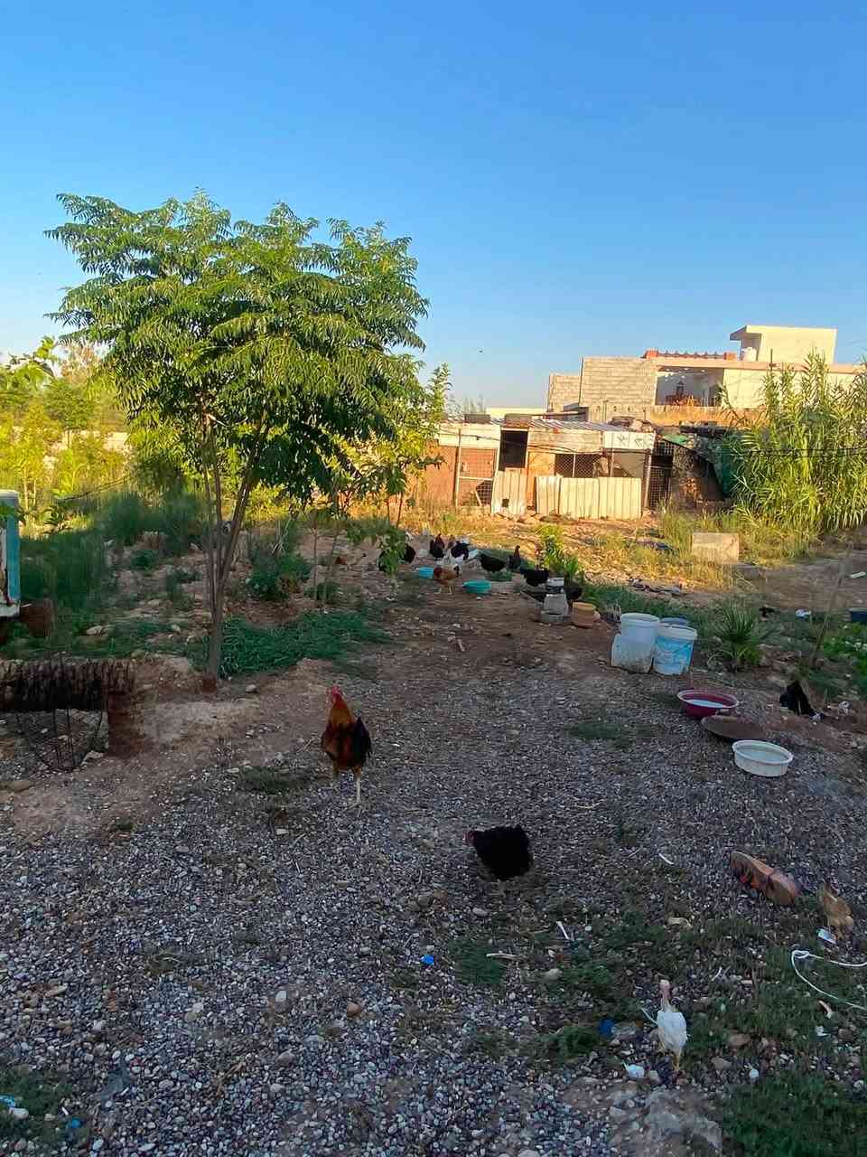 دجاج اتاكس تركي بياضات و٤ دجاج عرب التك ب ١٠ مكان خانقين ***********
