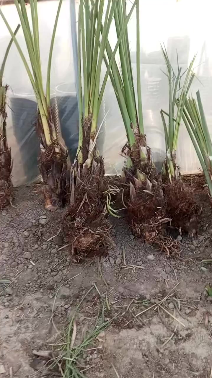 العنوان واسط عزيزيه قرب مطبات الهاشمي للاستفسار ***********
