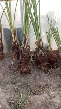 واسط عزيزيه • قرب مطبات الهاشمي • ديكور منزل