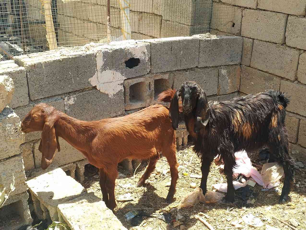 للبيع صخول مضرب شاميات ***********
