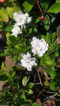 ورد دائم • للحجز • تواصل خاص