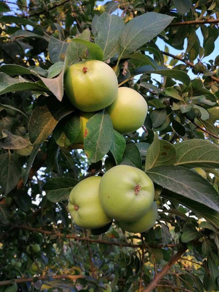 السلام عليكم متابعينا 🤍.
بمناسبه الموسم الربيعي توفرت مجموعه من شتلات اشجار النفضيه المطعمه 🌳🌳❤️
تفاح ابراهيمي مطعم ارتفاع اقل المترين السعر ٧ الف🍏
تفاح كاغدي مطعم ارتفاع اقل المترين السعر ٧ الف🍏
تفاح احمر مطعم ارتفاع اقل المترين السعر ٧ الف🍎
مشمش مطعم ارتفاع اقل المترين السعر ٩ الف🍑
الو اصفر مطعم ارتفاع اقل المترين السعر ٩ الف🍑
عرموط صيفي مطعم ارتفاع اقل المترين السعر ٩ الف🍐
خوخ عراقي مطعم ارتفاع اقل المترين السعر ٩ الف 🥭
تكي كندي ارتفاع اكثر من متر السعر ٧ الف 🫐

📍العنوان: بابل/ محاويل.
📍 متوفر توصيل لجميع محافظات العراق 🚗🚗 
📍للحجز والاستفسار يرجى مراسله الصفحه او مراسلتنا على واتساب من خلال الرقم ***********
