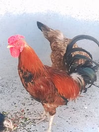 ديج عرب