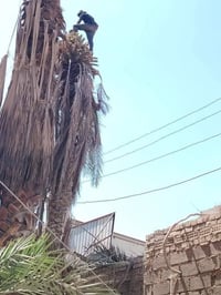 تقطيع الشجار ونخيل في بغداد  كرخ ورصافه وساب  07741004677 07822605479 ...