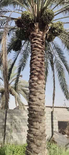 قطعه أرض للبيع مساحة 530متر مزروعه جميع نخيل برحي وبريم ام دهن انواع مختلفه  وانواع وسدار 🌴🌲🌺🌻🌷🌾🥀 مسيجه بلوك محكمه وباب سليت 🧱 وجها 25متر ونزال 20ونس نوع العقار وقف سني اصولي  العنوان بصره أبي الخصيب منطقه جيكور شارع الميناء عرض شارع 7متر جميع الخدمات متوفره ماء كهرباء مدارس جوارين ذهب ابو الخصيب القدامه سعر 38 مليون وبيه مجال الاستفسار اتصل أو وتساب ***********
