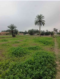 أرض زراعية • أراضي للبيع • الفلوجه • النعيميه • طابو زراعي • أراضي الف...