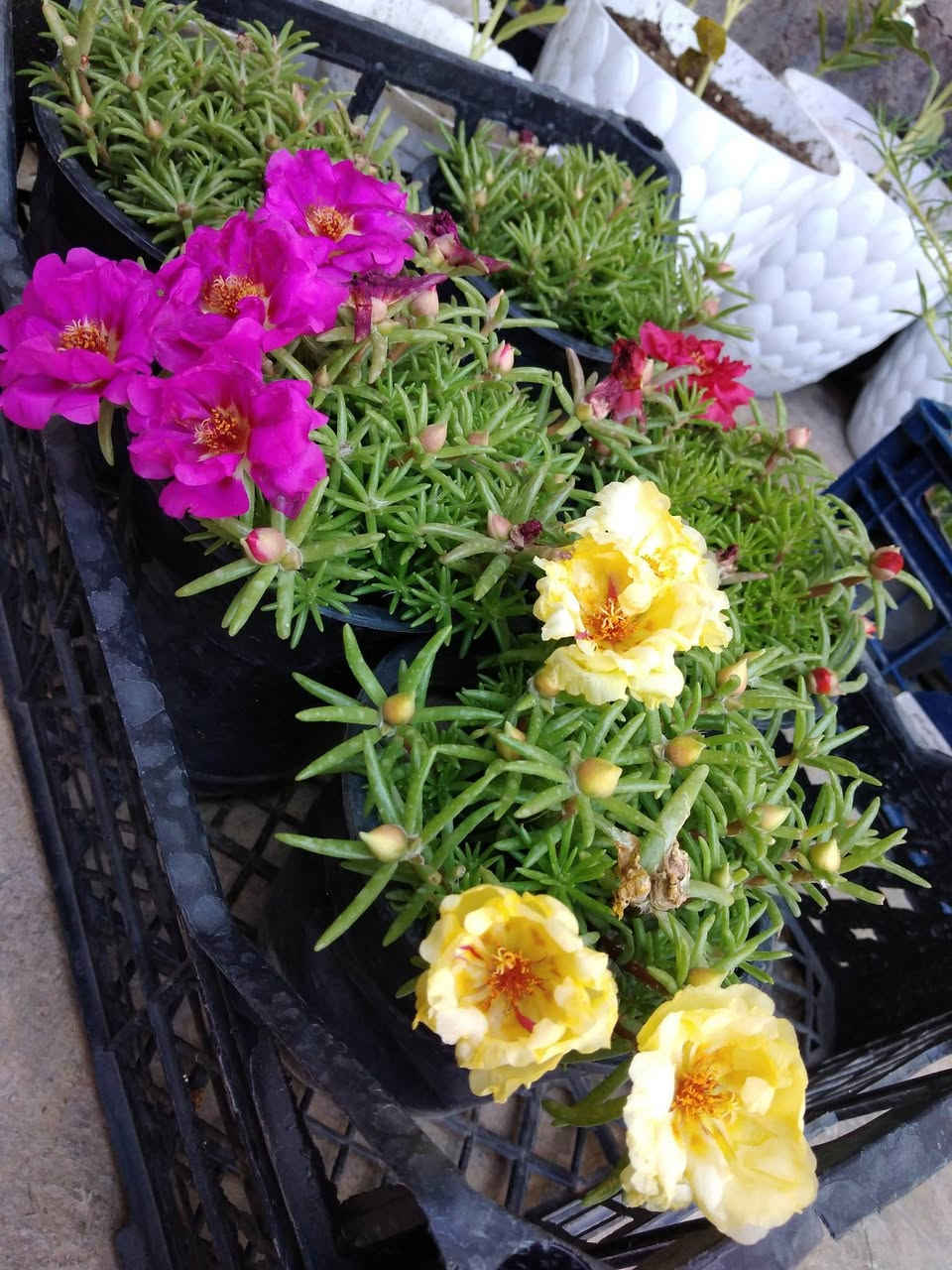 تزهير اليوم ورد الصباح 🌸
✨ ورود يومية بأجمل الألوان
🚚 توصيل مجاني داخل هبهب
📍 أقرب نقطة دالة: قرب مدخل المجمعات
📩 للطلب مراسلتنا خاص


**إذا كنت صاحب هذا الإعلان وتريد حذفه لأي سبب، رجاءا أرسل رسالة إلى الدعم الفني**