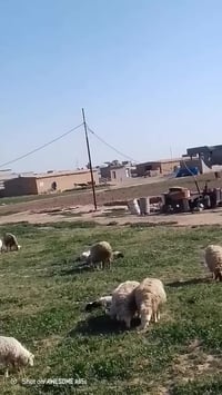 اسلام عليكم محوله للبيع هيه وبواريه 8 بواري وياهه الشراي يتصل على الرق...