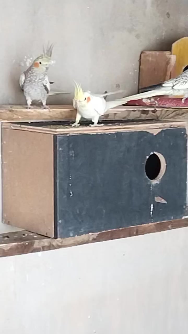 متاح زوجين كوكتيل طيره وفحل سعر الزوج ٦٥  مكان فلوجه


**إذا كنت صاحب هذا الإعلان وتريد حذفه لأي سبب، رجاءا أرسل رسالة إلى الدعم الفني**