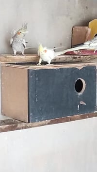 كوكتيل • زوجين • فلوجه