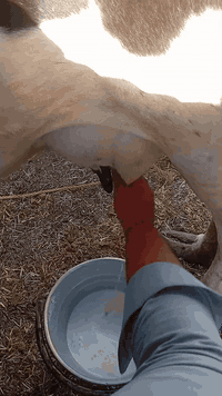 بقره جمه عرموطه اصل بلاديه وراهه بجر جمه اصل حليب ودسامه خير من الله متعهده بكافه شروط الجني بابل ناحيه الشوملي السعر ٢٦٥٠ وشراي يدلل للاتصال *********** واتساب *********** يوجد توصيل لبعض المحافظات وحسب الاتفاق
