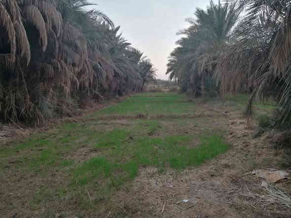 بيت طابوق
بيت  طابقين مساحه ٣٠٠ كونكريت
بيه ٣ اغرف
ومطبخ وصاله وبراني وحمام داخلي وخارجي

مع دونم  زراعيه بستان كامل
الموقع الحمزه الشرقي بالشوفه 
غير متواجد ع الفيس مكلف بالنشر فقط 
لللاستفسار هذا الرقم ***********
