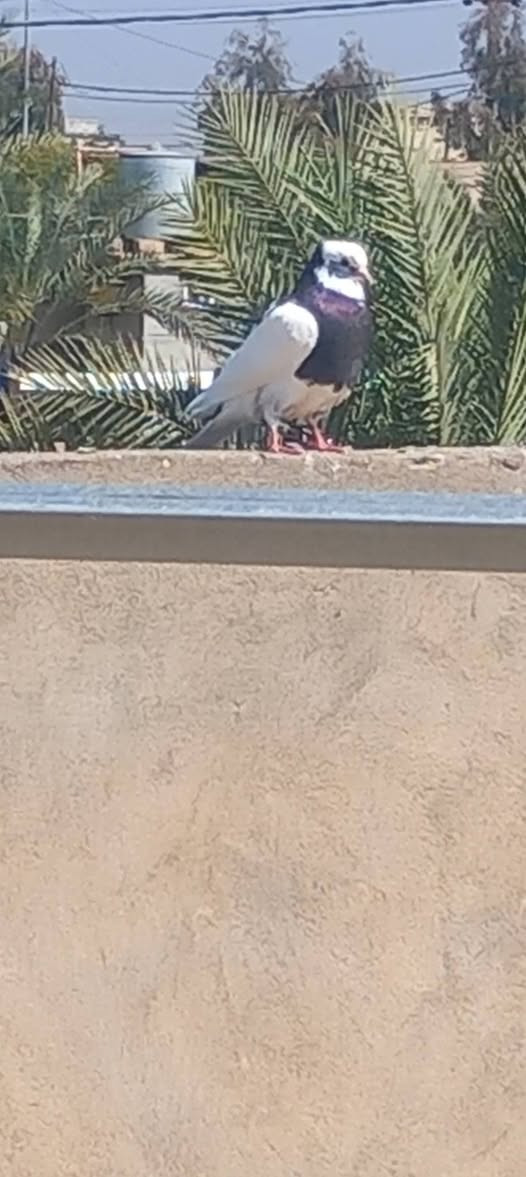 السلام عليكم
6ايرانيات للبيع السعر 25الف نهايتهن كلهن بيعه وحده مكاني الزاب اليريدهن يراسلني خاص او يتصل عله هاذه الرقم #***********
