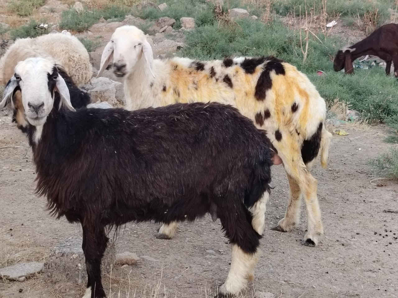 من رخصت الأدمن المحترم
اخوان للبيع نجديات العدد 2 ناصحات شرط النصاحه مال جناي شرط سن وشطر علئ كل عيب وين اليدور زين المكان صلاح الدين بيجي للاتصال *********** /
