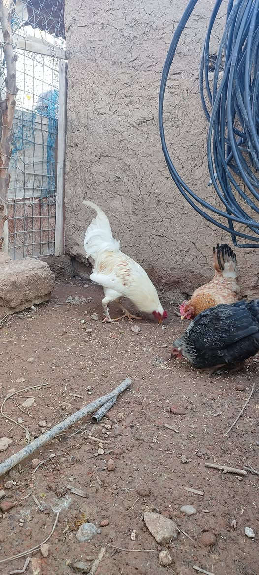 متاح دجاجتين وديك للبيع ***********
