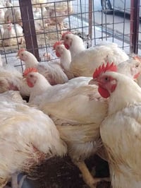 دجاج أبيض • ٢ كيلو • نقداً