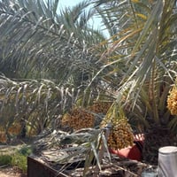 بستان • دونم ونص • شط العرب