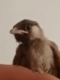 بلبل • قضاء الفجر • سعر خاص
