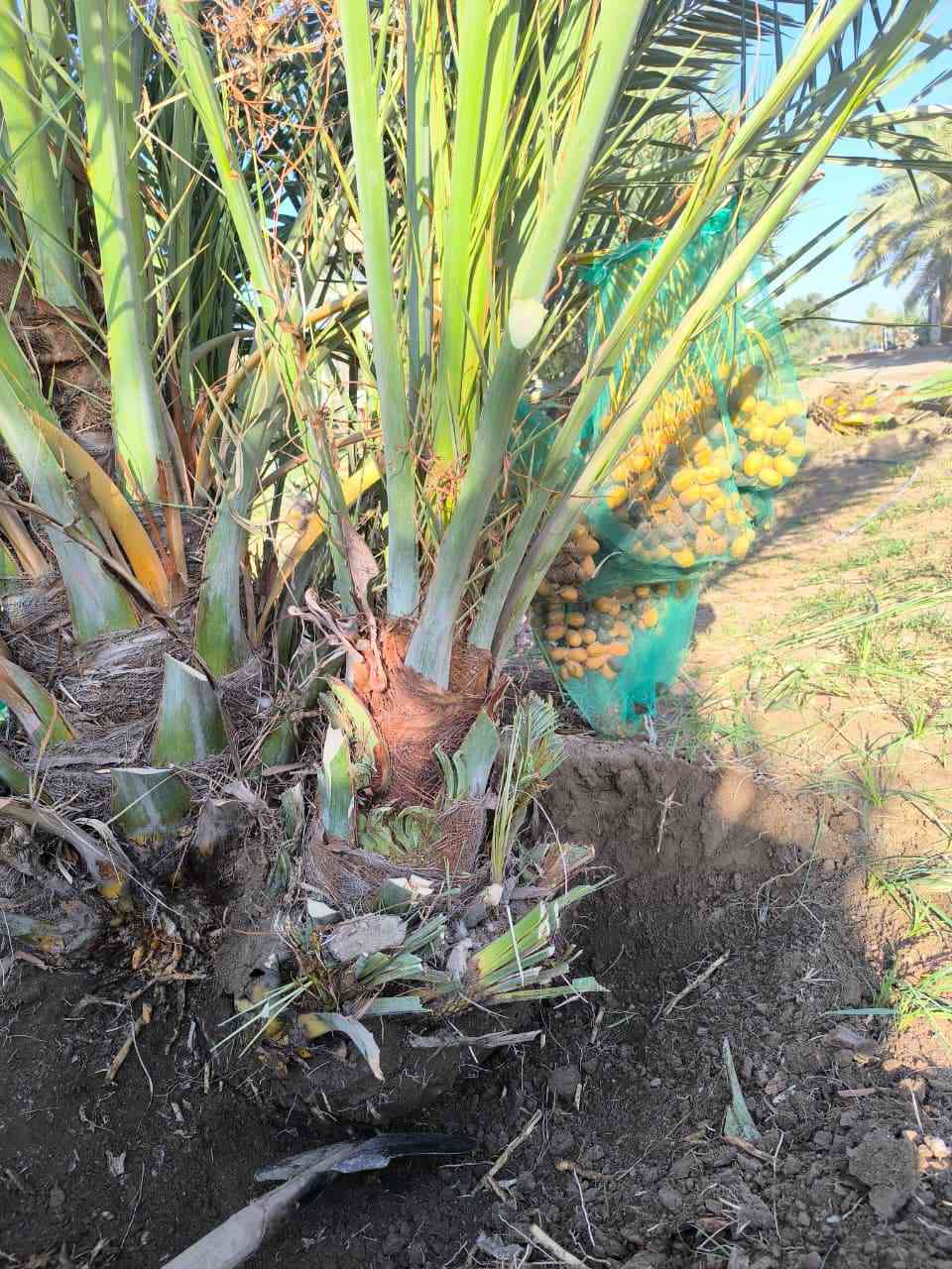 يتوفر نخل برحي مجهول بريم لابيع علمكاتبه***********
