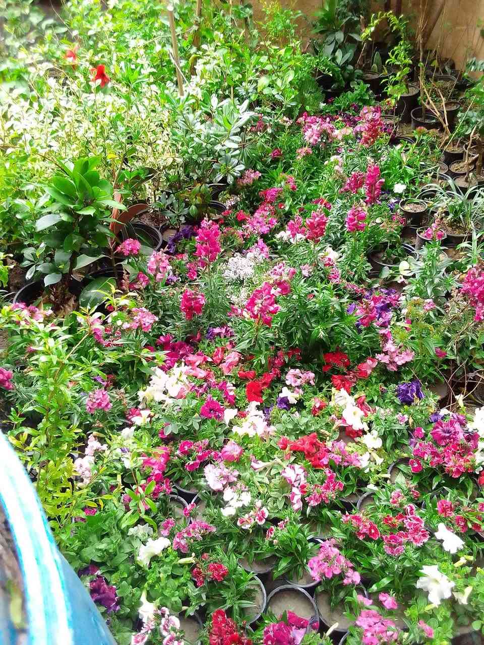 شتلات ورد قرنفل وحنك السبع وبتونيا سعر السندانه الف دينار العنوان القلعه الفرع الاول  مقابل البستان


**إذا كنت صاحب هذا الإعلان وتريد حذفه لأي سبب، رجاءا أرسل رسالة إلى الدعم الفني**