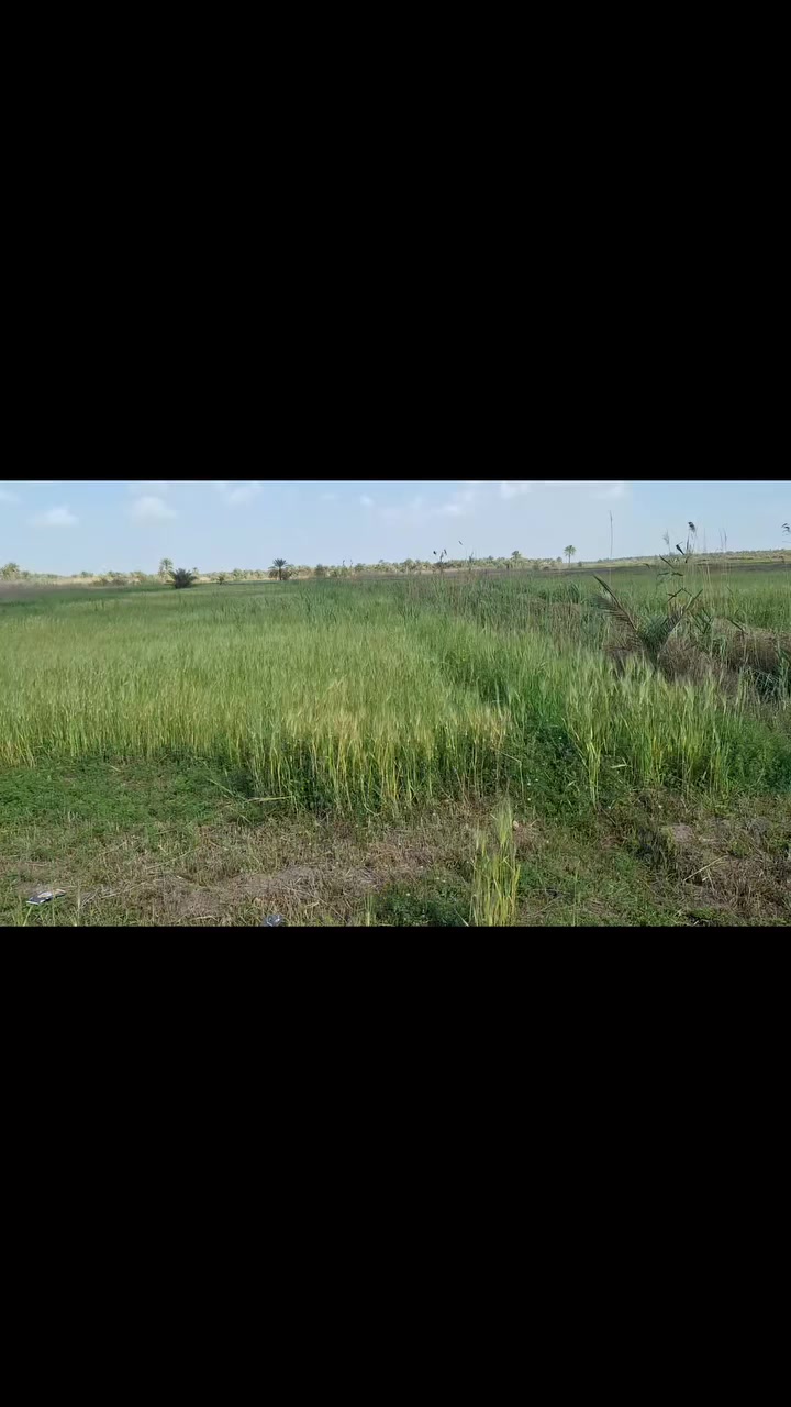 للبيع دونم الا ١٧٠ متر  يعني ٢٣٣٠ مترطابو زراعي سند ٢٥ تحويل أسهم سند منفرد واجهه ١٠٠ متر ونزال الموقع طريق الابراهميه قناة كربلاء وتنزل ٣ كيلو ونص للارض السعر ٨٥ مليون مجال جدا بسيط للشراي للإستفسار اتصال على الرقم 
***********/ ابو محمد المسعودي
