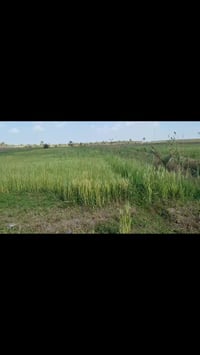 طابو زراعي • ٢٣٣٠م • طريق الابراهيمية