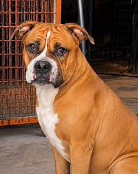 🐶 متوفرة أنثى American Bully 🐶 ✅ العمر: سنة و4 أشهر  ✅ أنثى قوية وصحته...