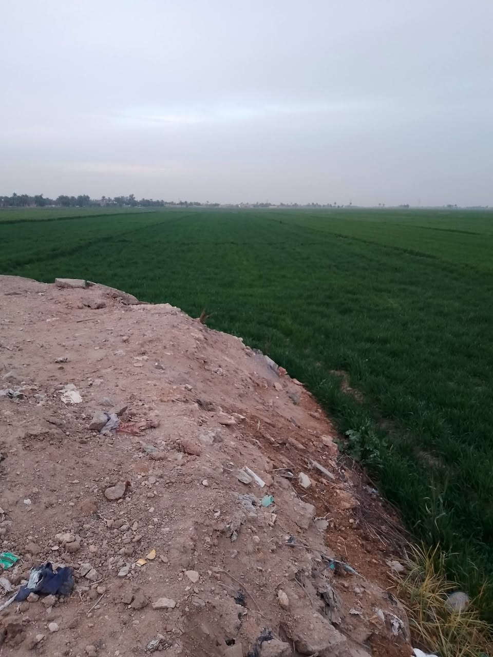 سلام عليكم.....
ارض زراعية للبيع المساحه 6 آلة ربع  بيها عرصة مدفونه دونم المكان   النجف ناحية الحرية للاستفسار الاتصال 
***********
