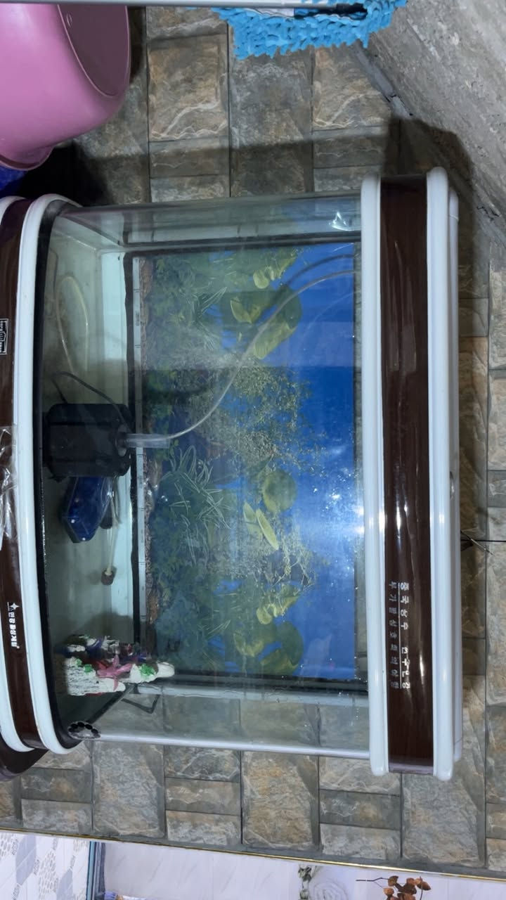 حوض سمك هوه والميز واغراضه كامل للبيع الحوض ياباني وسمك الزجاج قوي  السعر 100  

بالصوره ما واضح حجمه بس حجمه چبير

العنوان : قرنه


**إذا كنت صاحب هذا الإعلان وتريد حذفه لأي سبب، رجاءا أرسل رسالة إلى الدعم الفني**