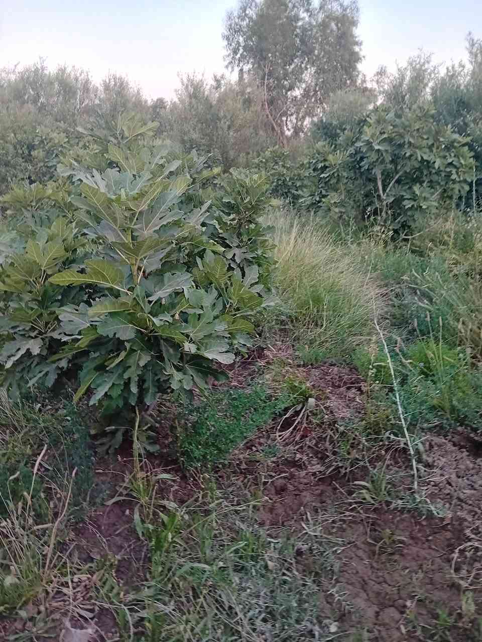 سلام عليكم من رخصت ابو الكروب مزرعة اللبيع طابو زراعي سند ٢٥ مساحة دونم ونص العنوان طريق السنية على شط صب السعر ٤٠ الاتصال على الرقم ***********
