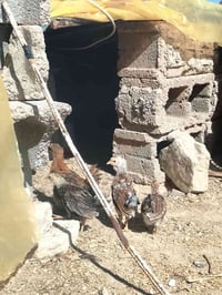 صواصي كويتي وفيومي • عمر شهرين • قضاء عنه