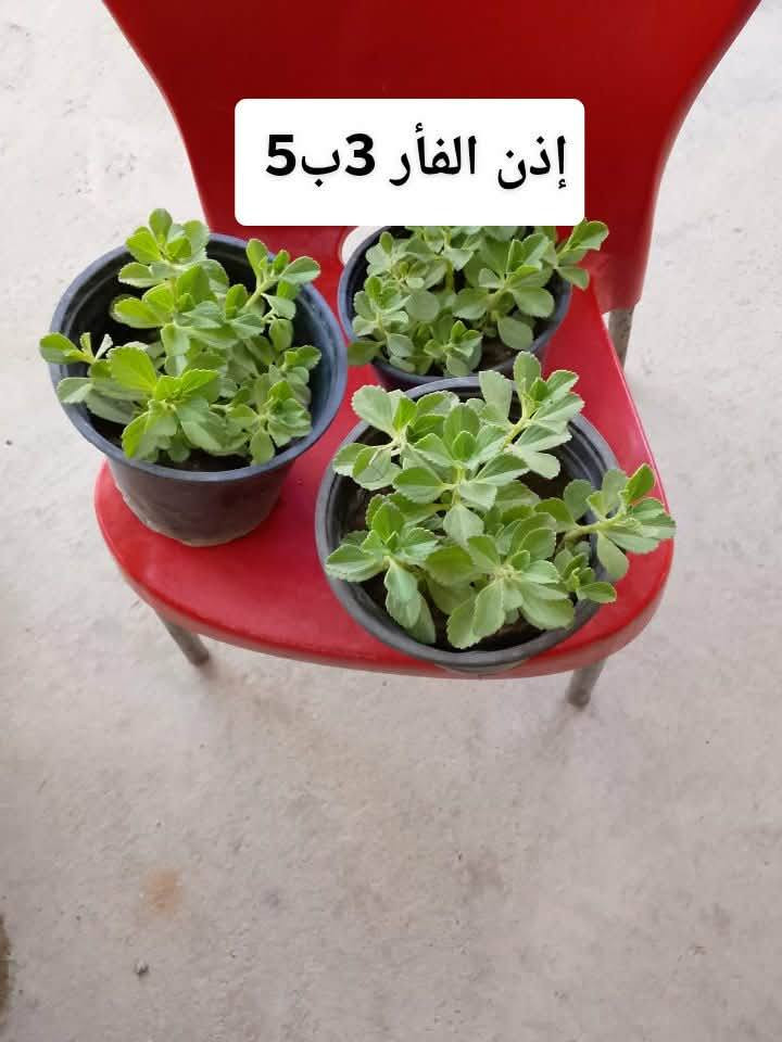 اتوفر نباتات خارجيه البيع يوجد توصيل داخل بغداد بعض المناطق ,,،🌿🌺🌱🚗🍀☘️🚘🌿🌺🌱🚗🍀☘️🚗🚗🚗🚗


**إذا كنت صاحب هذا الإعلان وتريد حذفه لأي سبب، رجاءا أرسل رسالة إلى الدعم الفني**