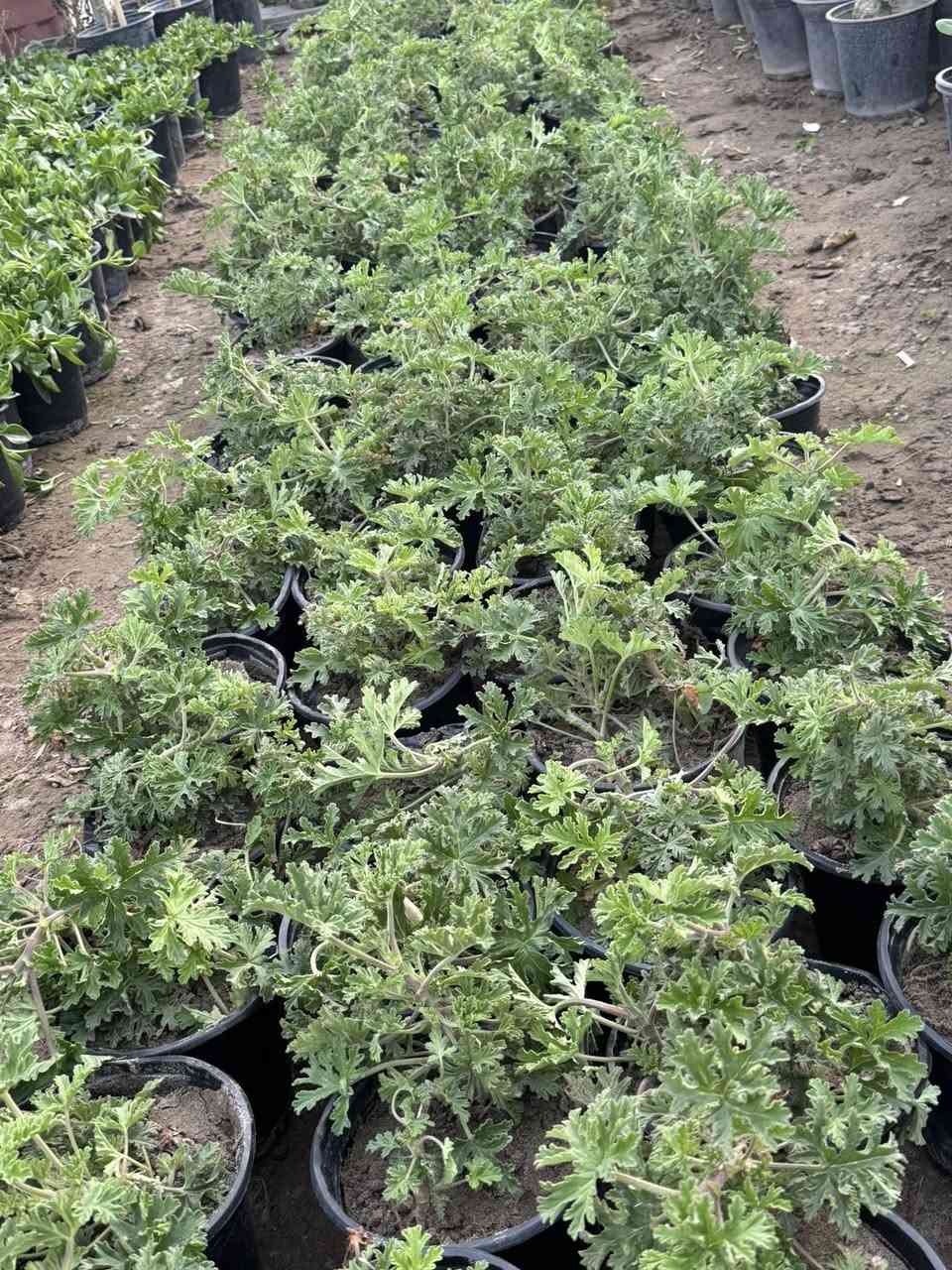 السلام عليكم
يتوفر جميع أنواع النباتات 
وجميع الورود 🌹
***********
