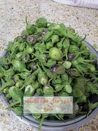 بذور • فلفل حلو • راوه