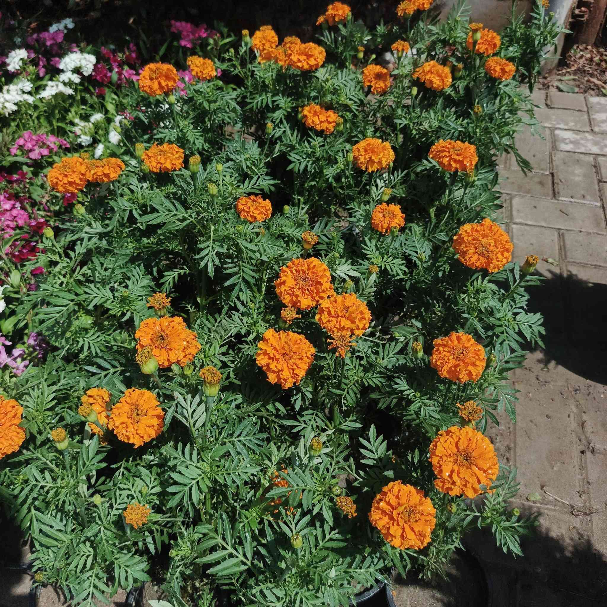 #مشتل_النورين ماركة في الزهور والنباتات🪴🪻🪷🍁

شعارنا الاخلاص في العمل وخبرتنا اكثر من 45 عاما 🌴

الجمال والذوق والمصداقية مع الزبائن هدفنا 💐

لسنا الوحيدون، ولكننا الافضل واول مشتل في الصويرة منذ زمن طويل 

عنواننا:#واسط_الصويرة_شارع_الغطاس_خلف_المجمع_السوري 🪻

أوقات الدوام 
من الساعة 8:00 صباحاً
إلى الساعة 7:00 مساءً 
 كذالك يتوفر توصيل داخل صويره فقط 🚖🚘


**إذا كنت صاحب هذا الإعلان وتريد حذفه لأي سبب، رجاءا أرسل رسالة إلى الدعم الفني**