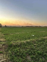 ارض زراعيه مزروعه جت للايجار المساحه 5 دونم  متوفر ماء  07812022750