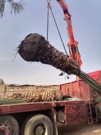 🌴🌟 تتوفر لدينا كافة أنواع الفسائل بأصناف مميزة ومضمونة 🌟🌴  الأنواع الم...