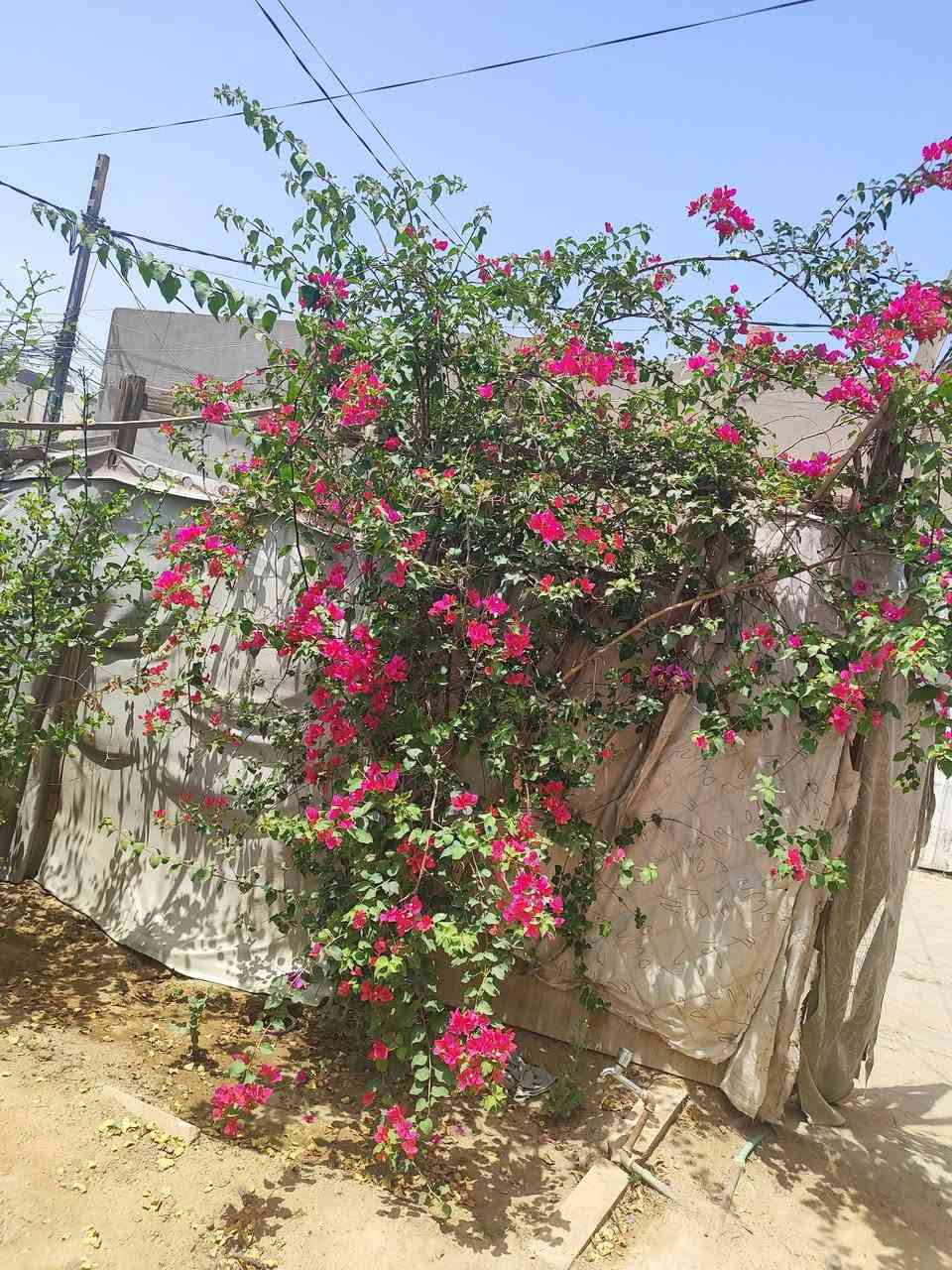 بيت للبيع في حي الجزيره خلف شارع النخيل قريب على سوق الجزيره على ساحه البيت مساحه 147 متر الوجيه 13 او نص والباقي نزال شيلمان نضيف متكون من استقبال أو صاله أو 4 غرف الحديقه من ضمن البيت السعر 165 بي مجال للاستفسار الاتصال ***********

