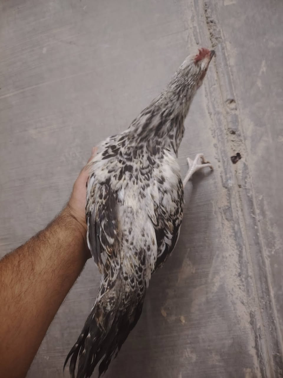 السلام عليكم
متاح ديوكه عرب
عدد 4
عنوان عانه


**إذا كنت صاحب هذا الإعلان وتريد حذفه لأي سبب، رجاءا أرسل رسالة إلى الدعم الفني**
