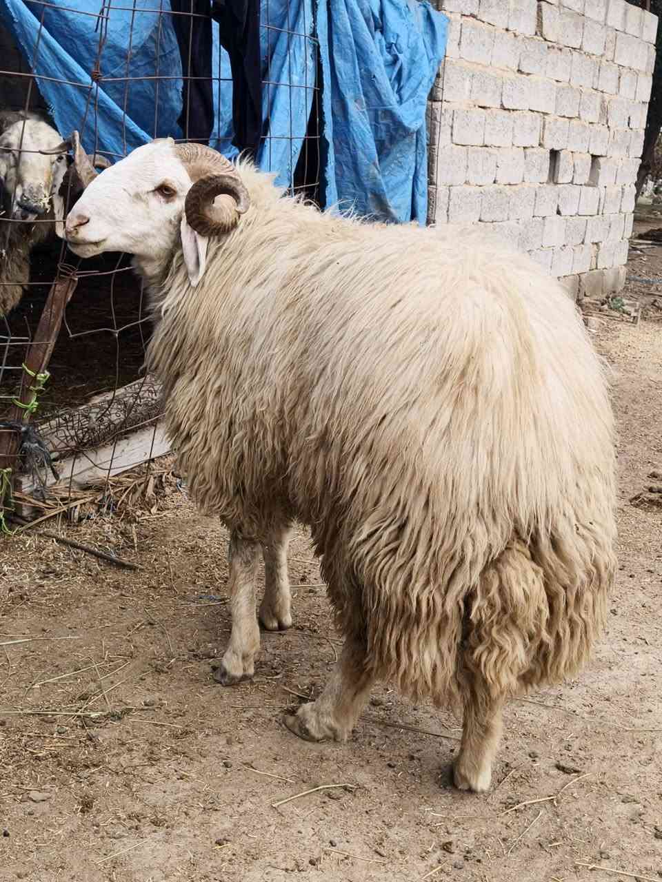 فحل خط أول على كل عيب شرط الكفاز يشمل وحيدة المكان بغداد التاجي  0750984272     ***********
