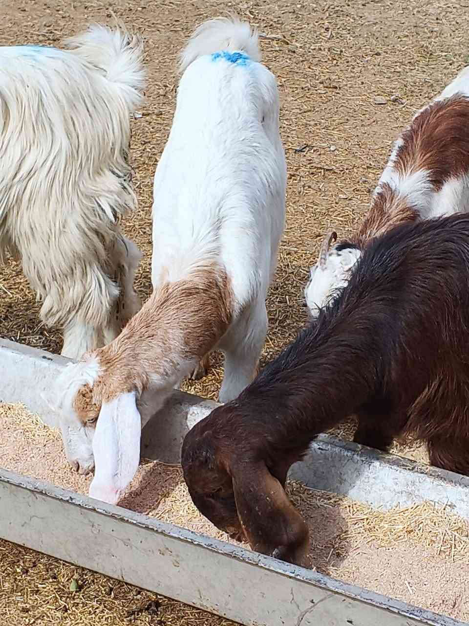 يوجد جدعات مال جنيه شرط نصاحه بيجي الحي العصري رقم المبايل ***********
